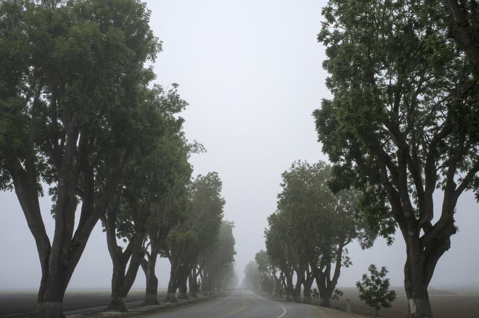 Free Image of Road lined with trees in dense fog 