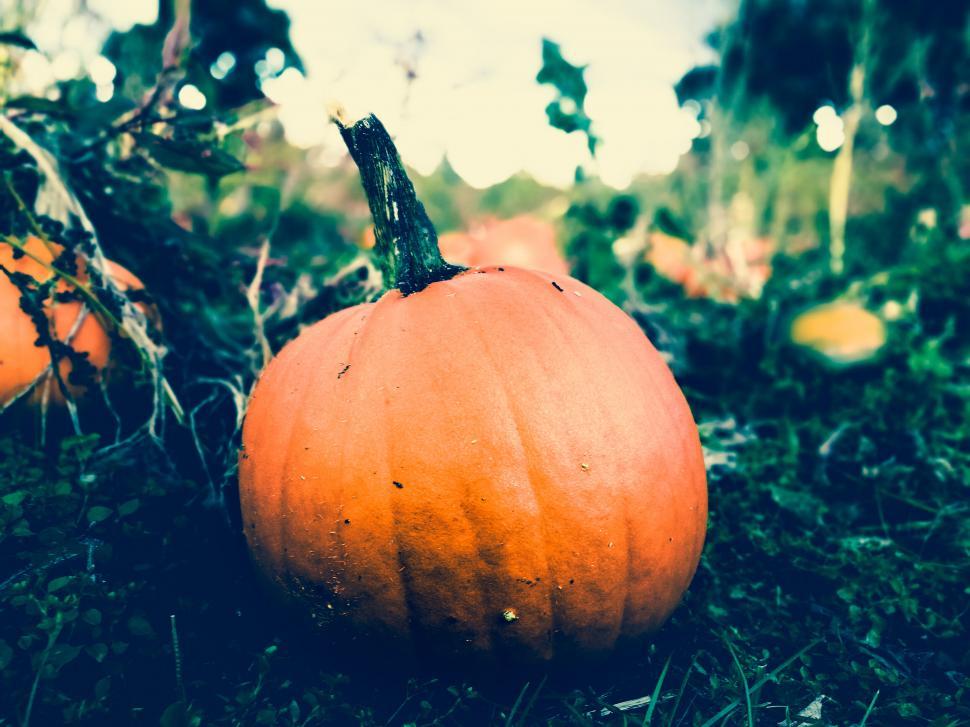 Free Image of Orange pumpkin on forest ground with bokeh 