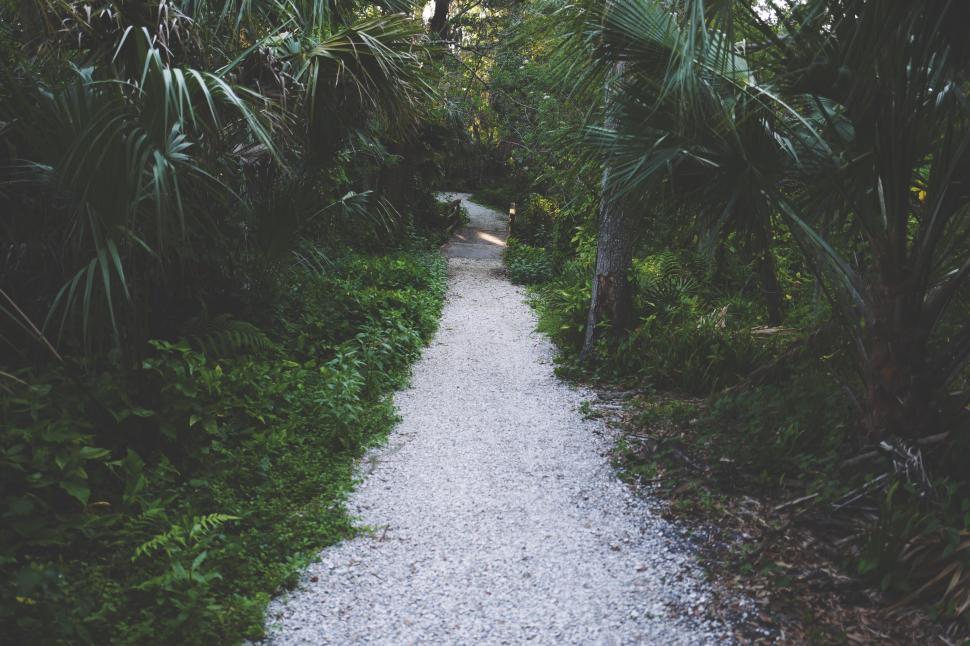 Free Image of Secluded path through lush greenery 