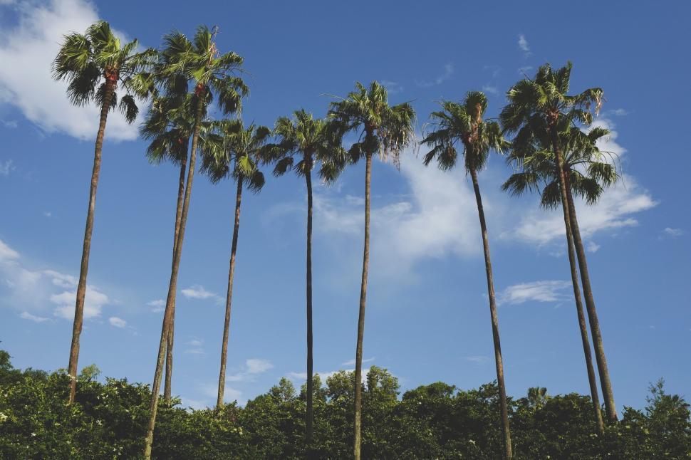 Free Image of Tall palm trees against a blue sky 