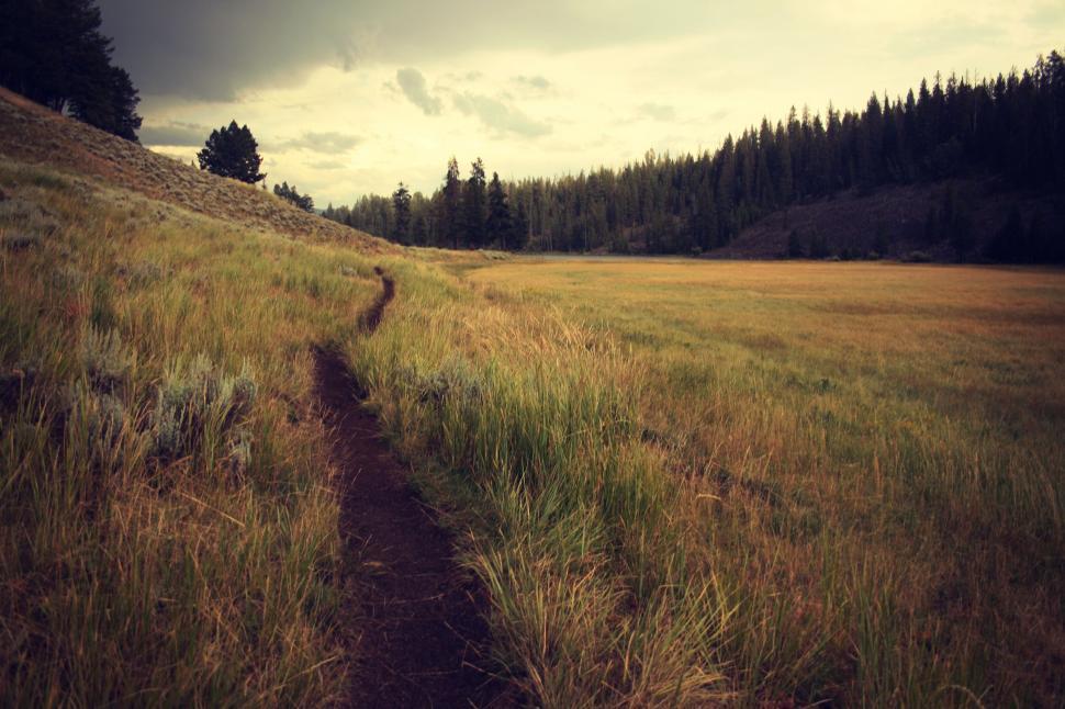 Free Image of Trail through a serene grassy field 