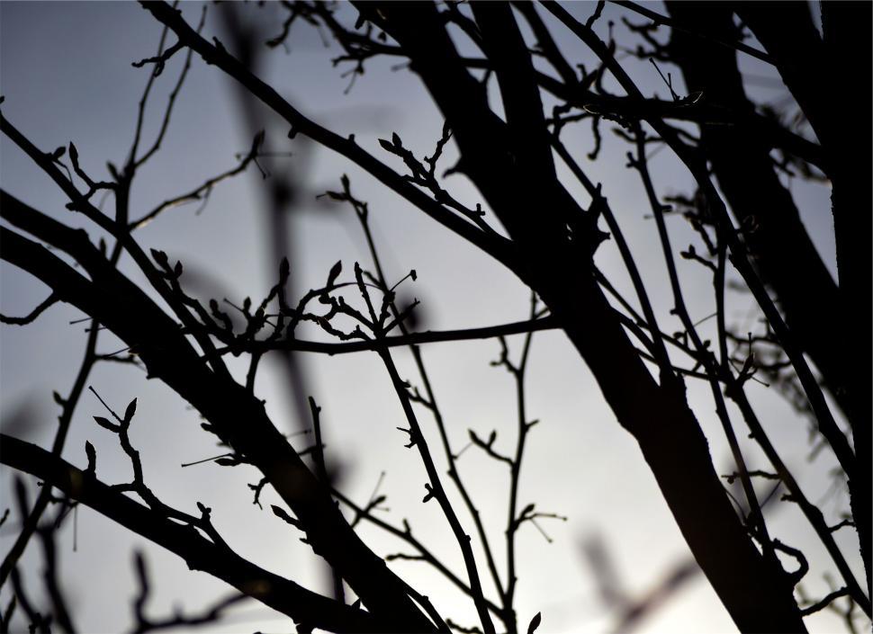 Free Image of Silhouetted branches against twilight sky 