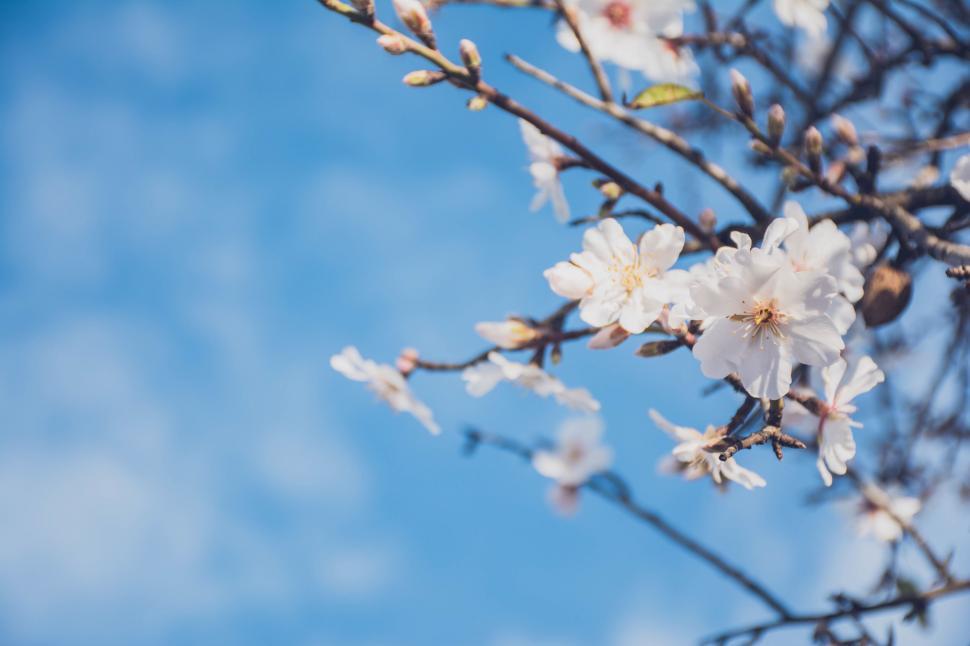 Free Image of Blooming cherry branches against blue sky 