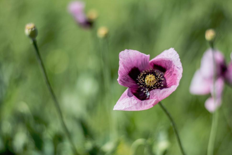 Free Image of Close-up of purple poppy in green field 