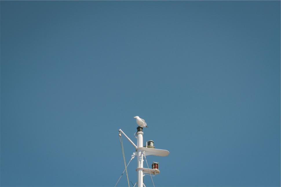 Free Image of Seagull perched atop a ship s mast against blue sky 