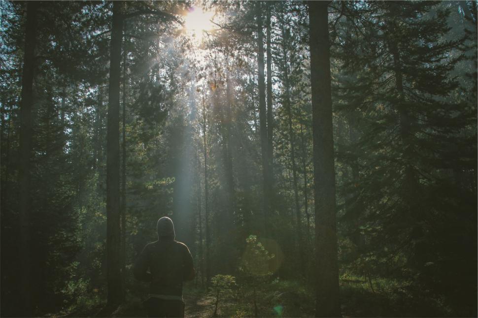 Free Image of Man in hoodie wandering in sunlit forest 