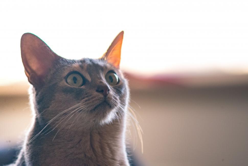 Free Image of Inquisitive cat with bright alert eyes 