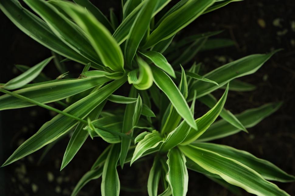 Free Image of Green spider plant from top view 