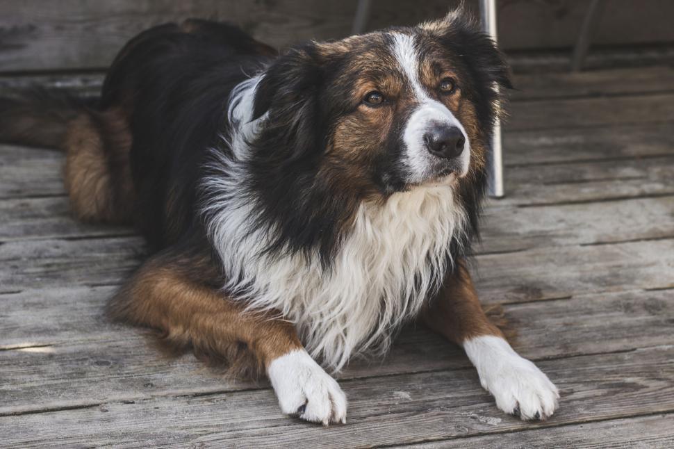 Free Image of Loyal Border Collie lying on wooden deck 