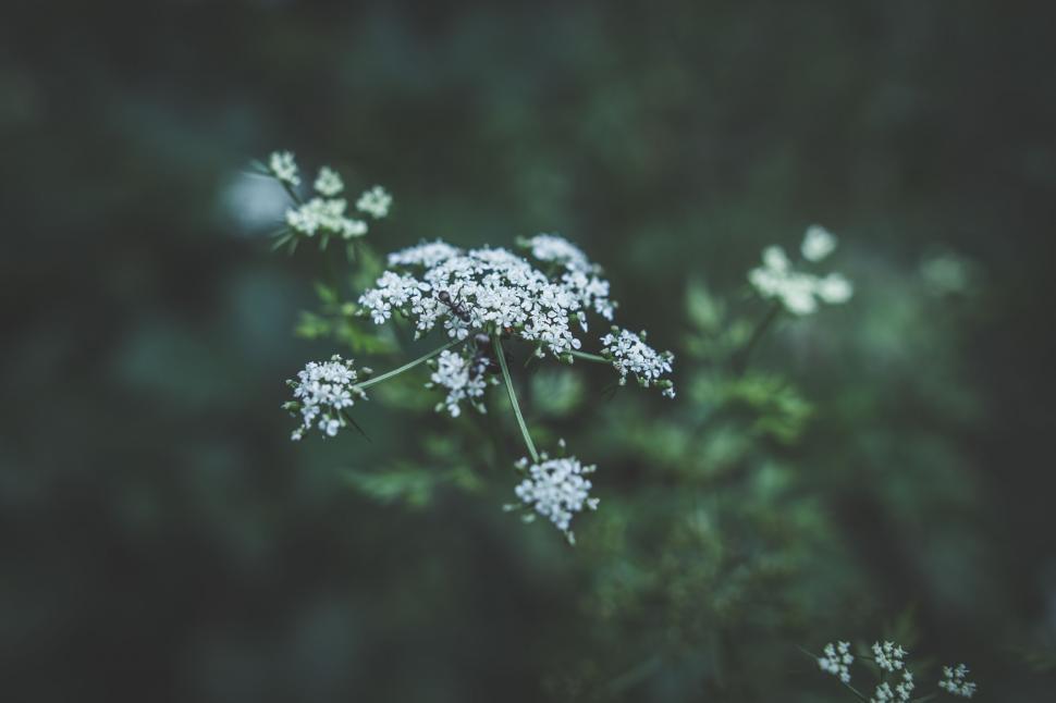 Free Image of Ethereal small white flowers in wild 