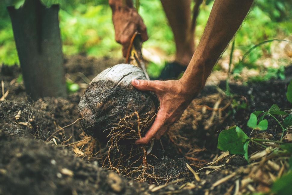 Free Image of Planting a sapling with bare hands 