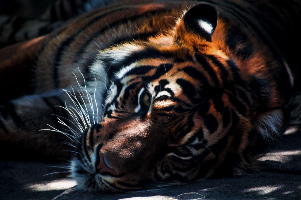 Free Image of Resting tiger with striking orange coat 