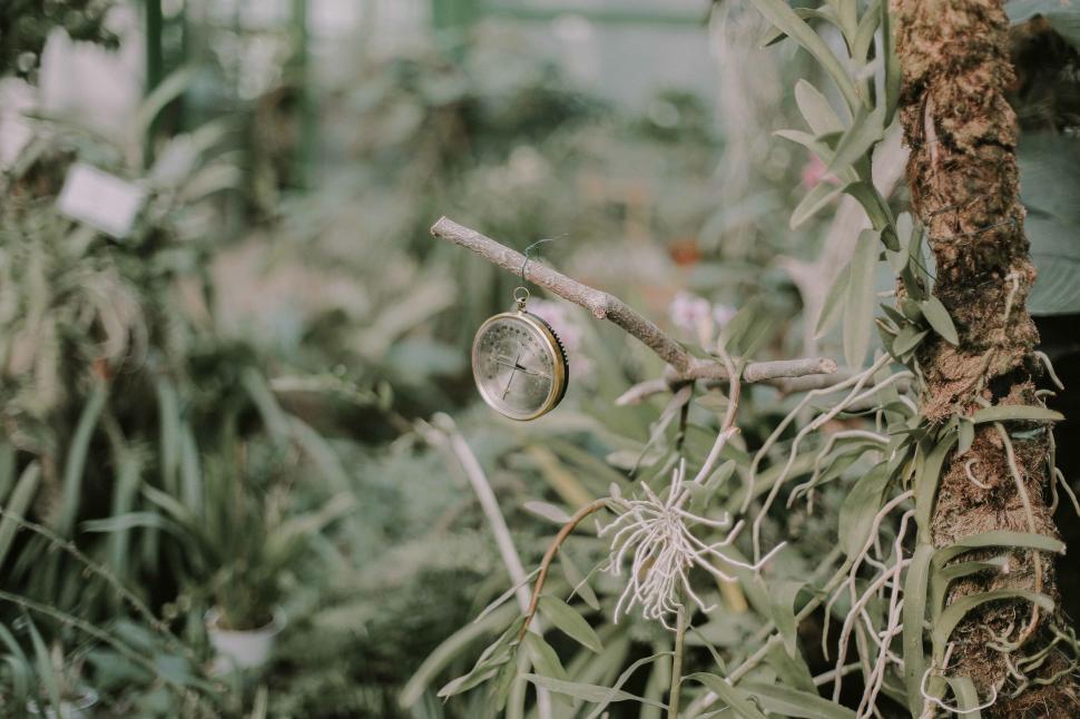 Free Image of Vintage compass hanging in greenhouse 