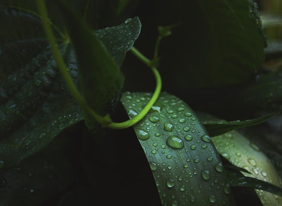 Free Image of Green vine wrapping around wet leaves 