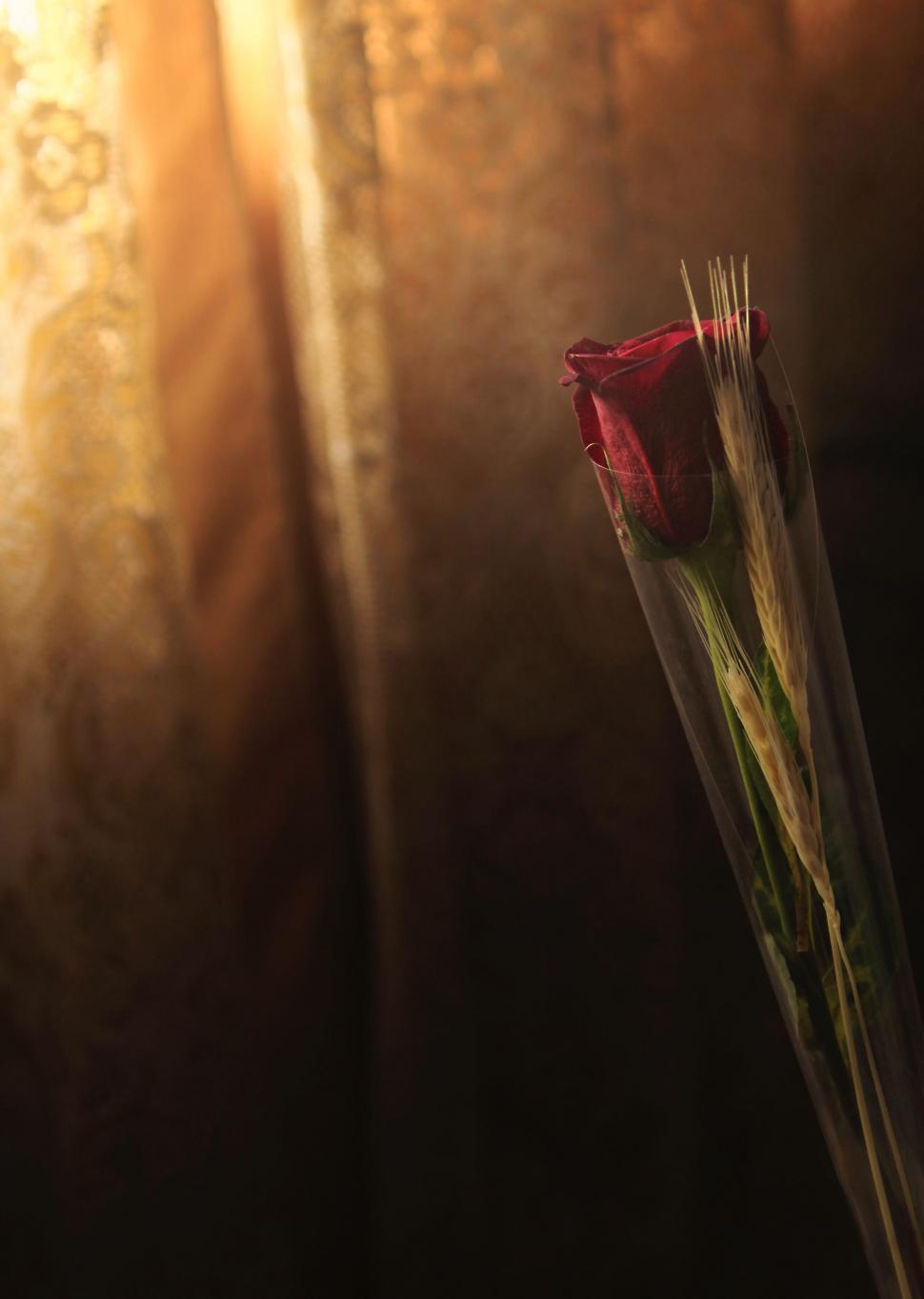 Free Image of Single red rose against soft background 