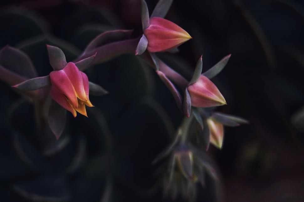 Free Image of Soft pink flower buds on dark foliage 