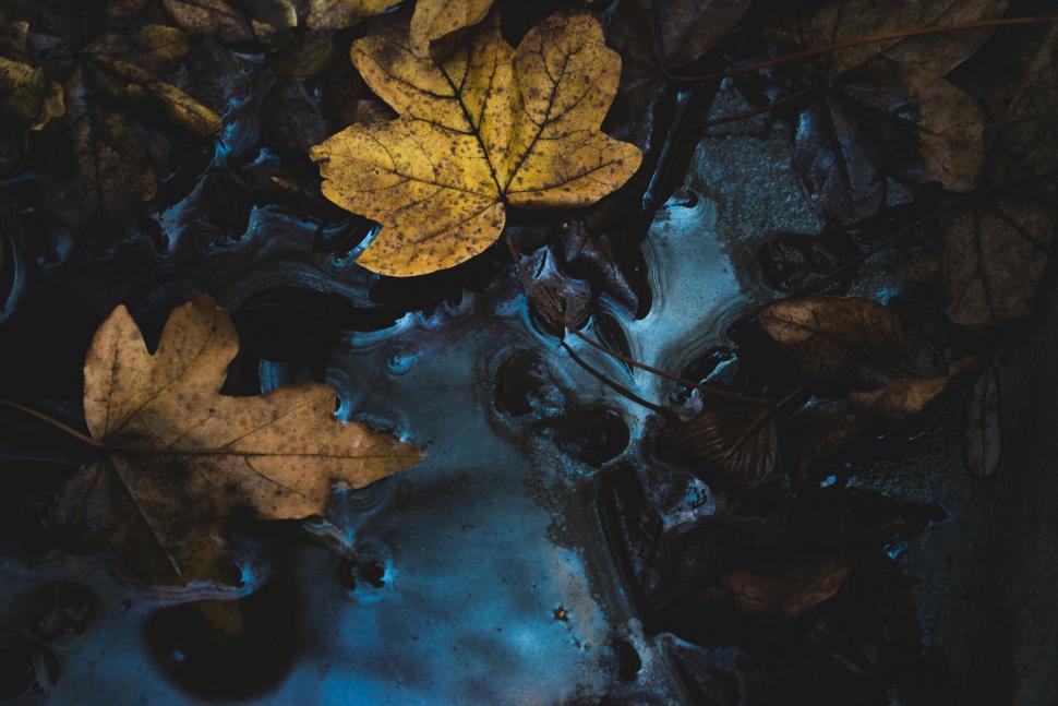 Free Image of Autumn leaves floating in water 
