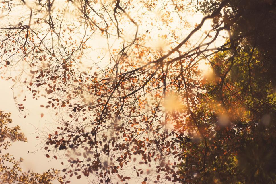 Free Image of Autumn leaves and branches at sunset 