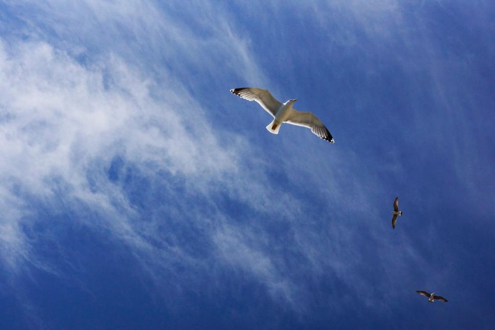 Free Image of Seagulls flying in a bright blue sky 