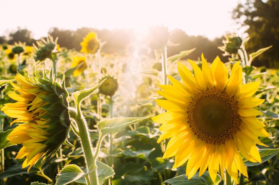 Free Image of Bright sunflowers in field at sunrise 