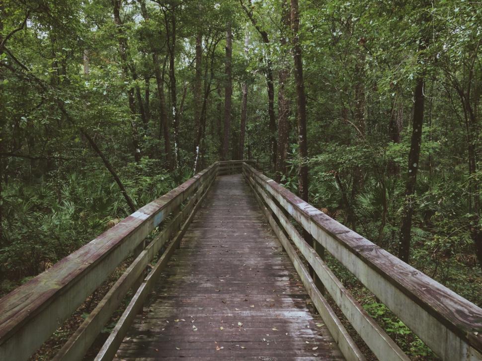 Free Image of Wooden boardwalk through lush forest 