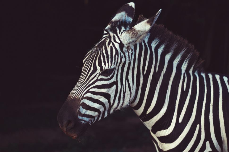 Free Image of Close-up of a zebra with detailed stripes 