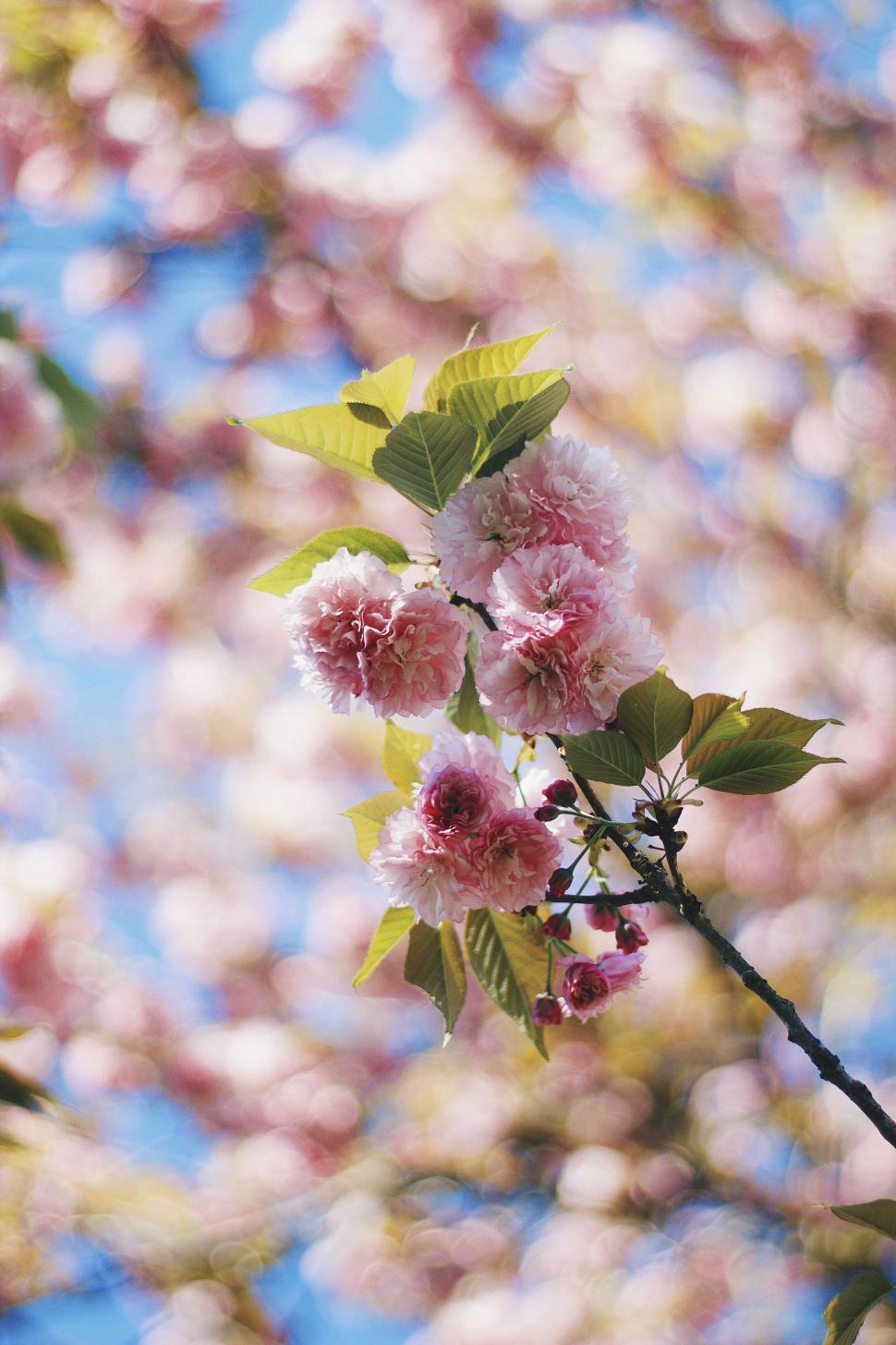 Free Image of Blooming pink cherry blossoms against sky 