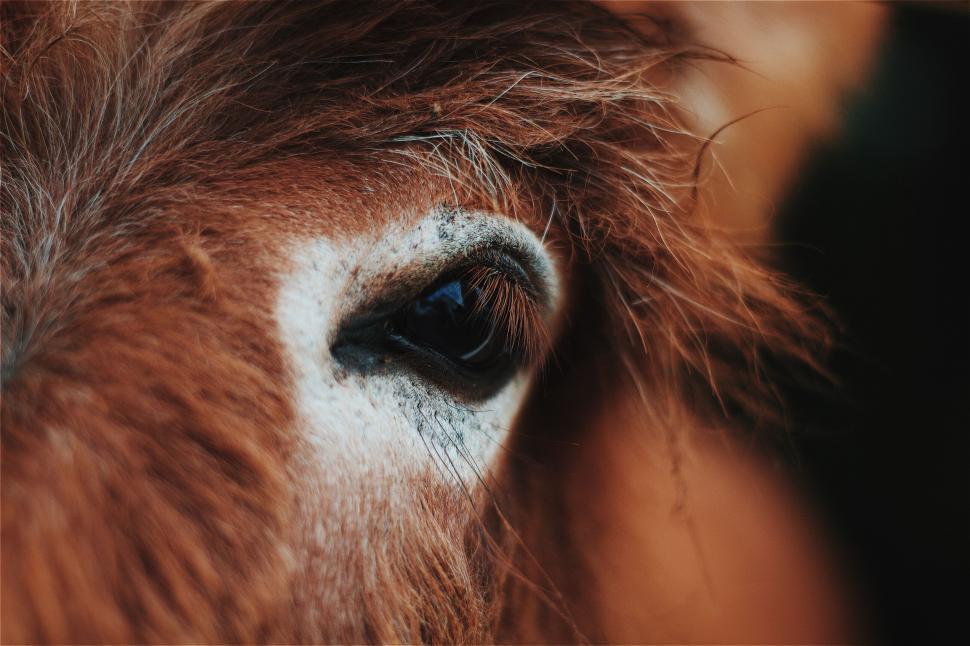 Free Image of Close-up of a horse s eye with detailed texture 
