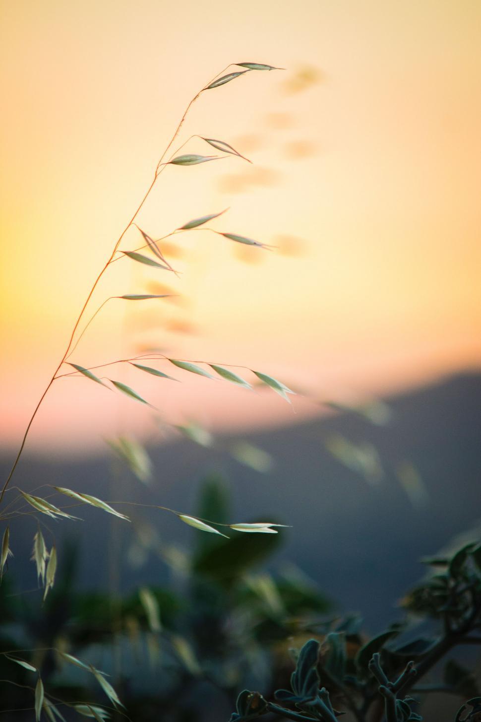 Free Image of Delicate grass against a soft sunset sky 