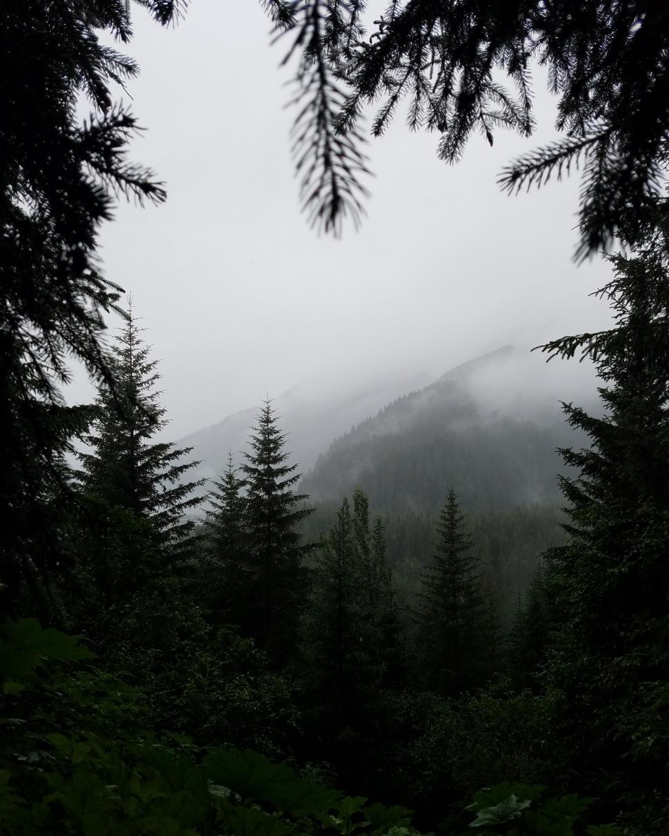 Free Image of Misty Mountain Forest with Evergreen Trees 