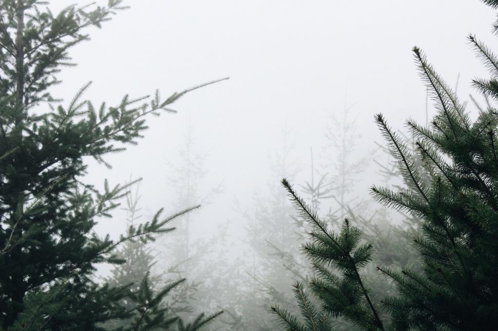 Free Image of Misty evergreen forest fading into fog 