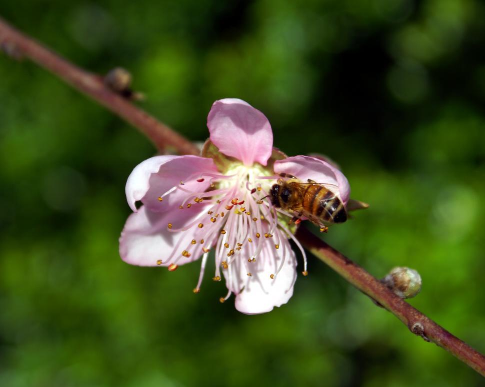 Free Image of Bee on a flower 