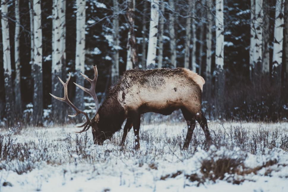Free Image of Elk grazing in a snowy forest landscape 