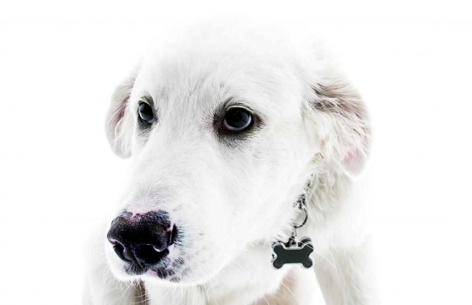 Free Image of Friendly white canine with a blurred face 