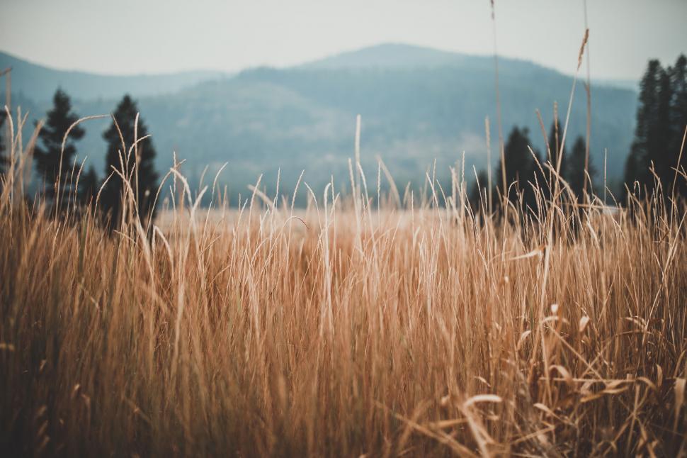 Free Image of Golden field under a mountainous backdrop 
