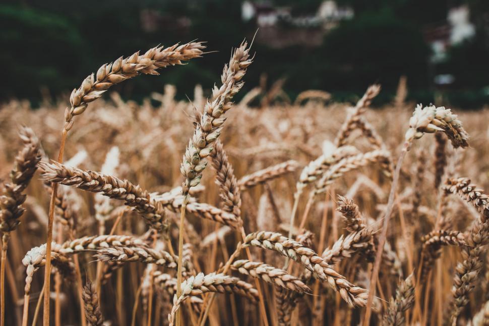 Free Image of Golden wheat field close up image 