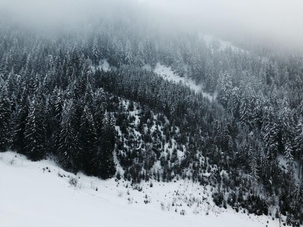 Free Image of Snow-covered pine forest in misty conditions 