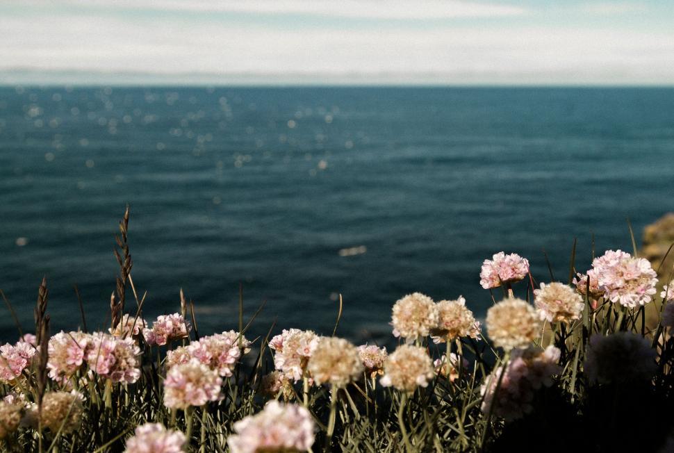 Free Image of Tranquil ocean view with wildflowers in foreground 