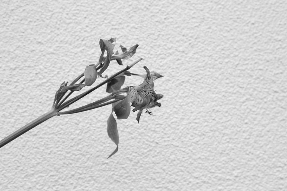 Free Image of Monochrome image of delicate flowers against texture 