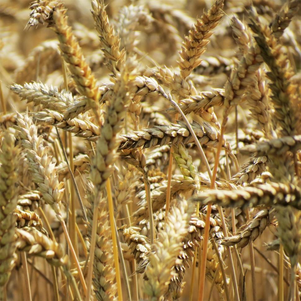 Free Image of Golden wheat field close up shot 