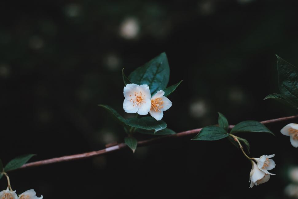 Free Image of Single white jasmine flower on a twig 