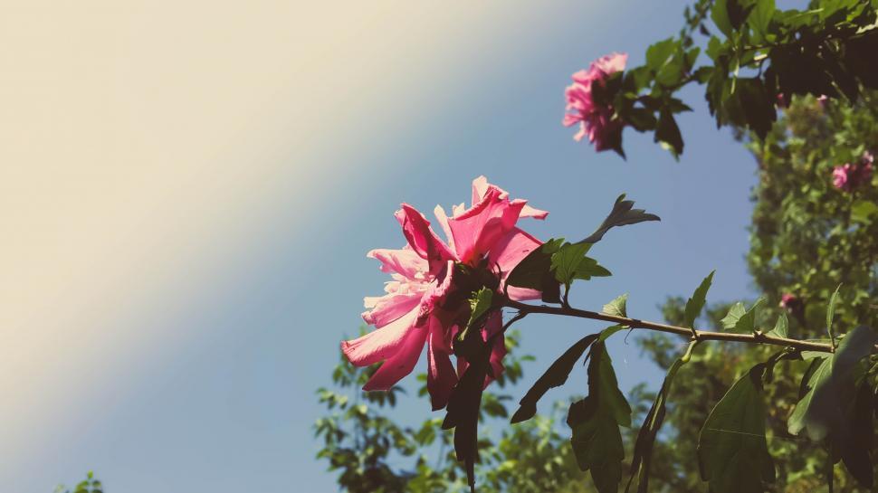 Free Image of Vibrant pink hibiscus flower under sunlight 