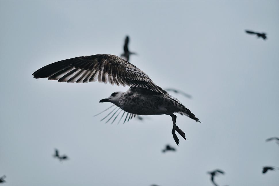 Free Image of Seagull in flight with spread wings 