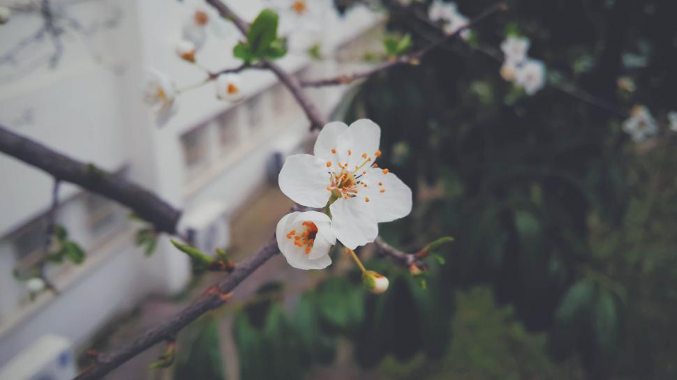 Free Image of Single white blossom in sharp focus 