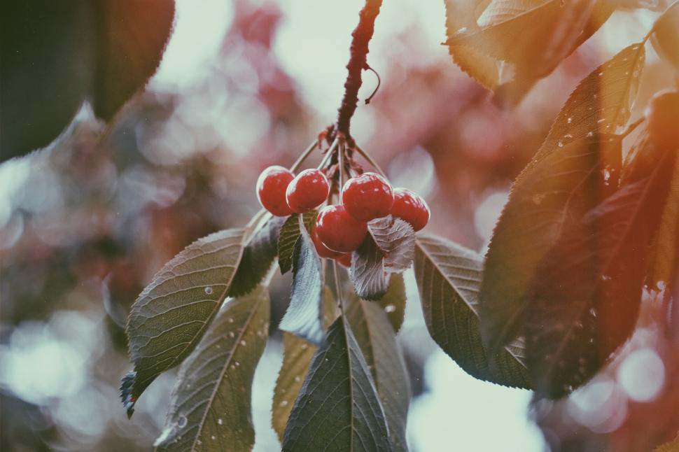 Free Image of Red cherries hanging on a branch in summer 