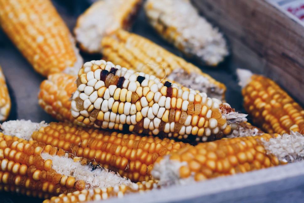 Free Image of Close-up of multi-colored corn on the cob 
