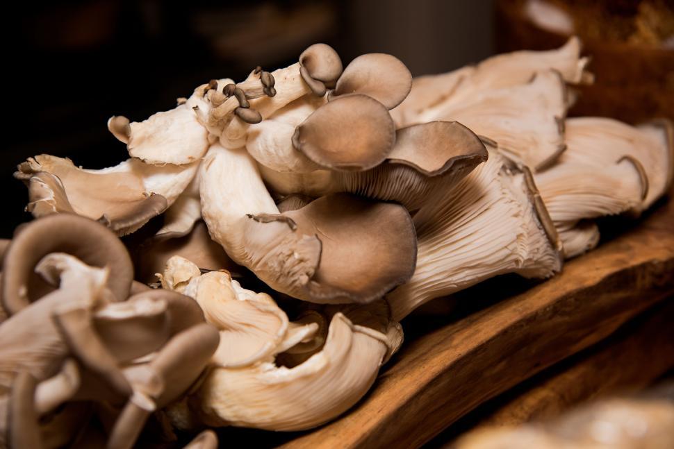 Free Image of Close-up of freshly grown oyster mushrooms 
