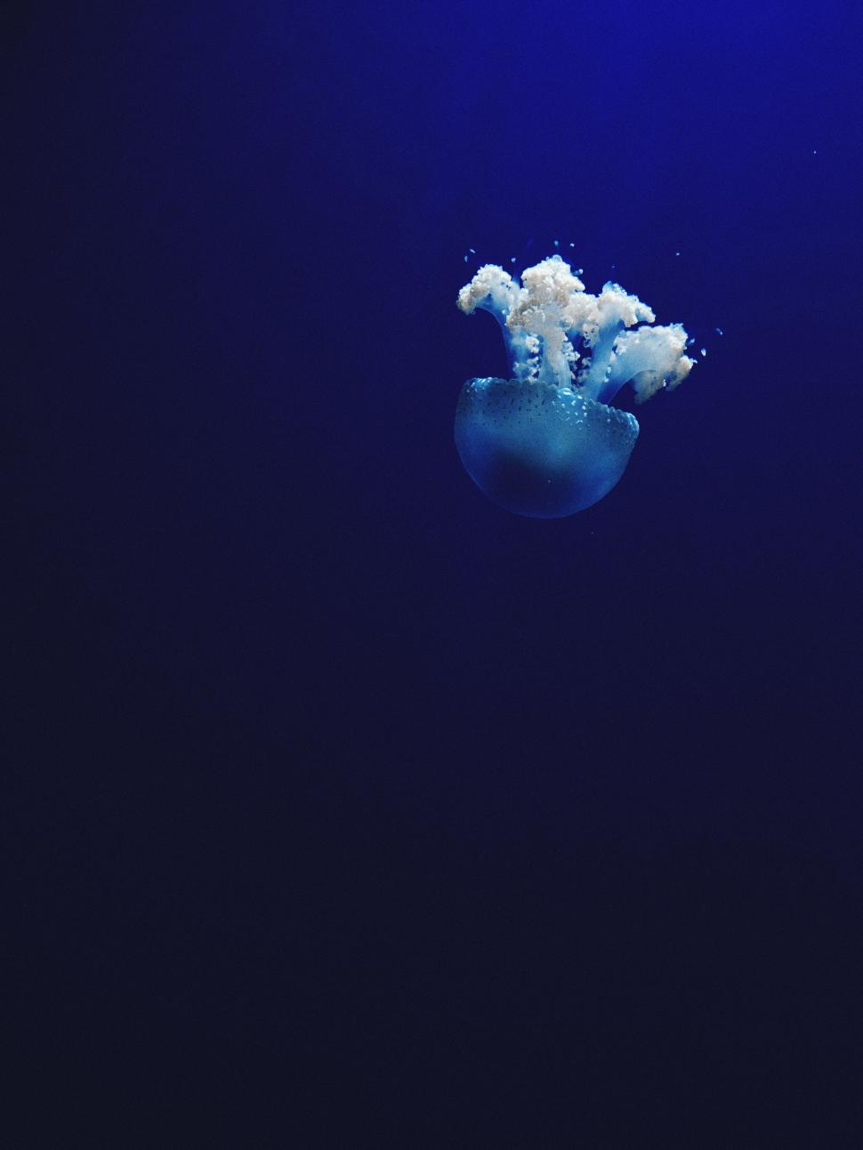 Free Image of Jellyfish floating in dark blue waters 