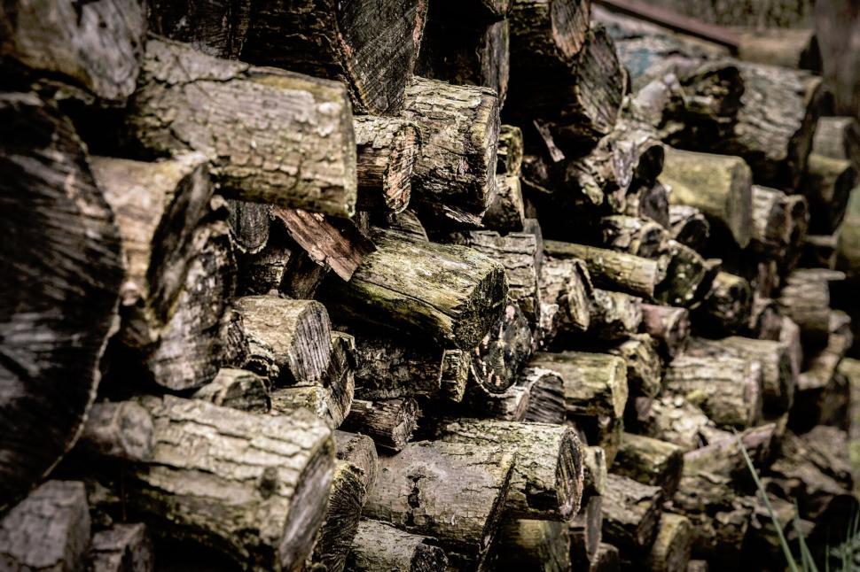 Free Image of Pile of chopped firewood in forest 
