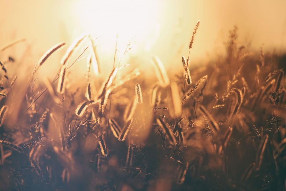 Free Image of Golden hour sunlight filters through tall grass 